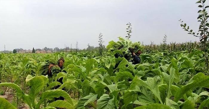 福建云霄香烟代理_云霄香烟代理_云霄香烟厂家代发