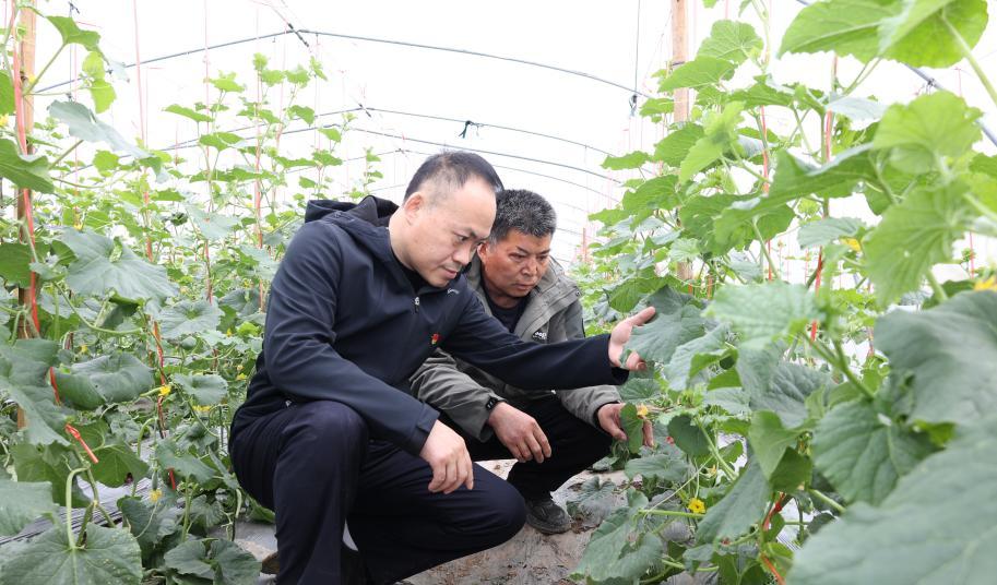 探索！沙河七彩云霄烟批发渠道的详细解析