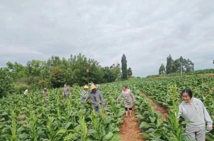 香烟代理网_香烟代理需要什么手续_香烟代理