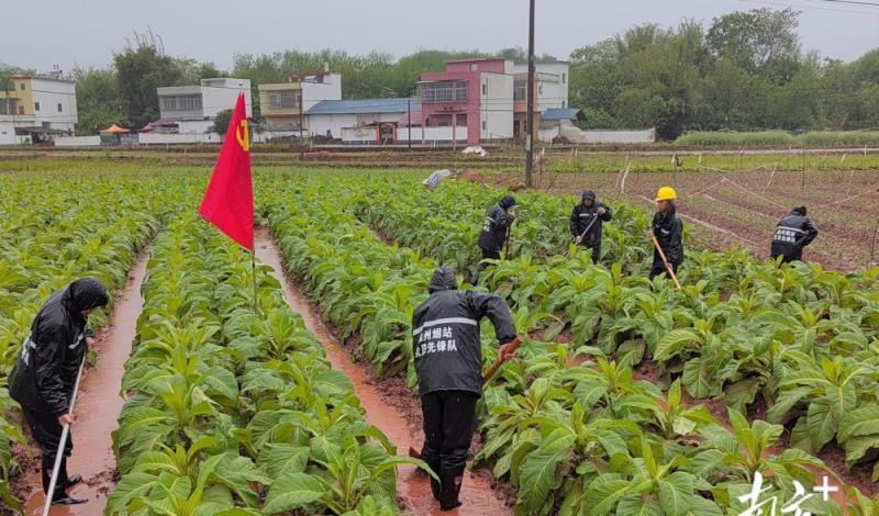 新消息！出口香烟免税香烟一手货源代理批发“出暖花开”