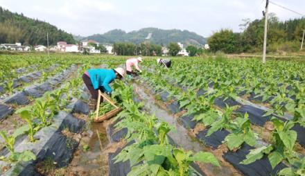 头条！国内香烟批发厂家一手货源招代理香烟老厂商“百思不解”