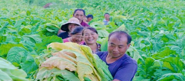 深度解读！香烟代购哪个网好“一见如故”